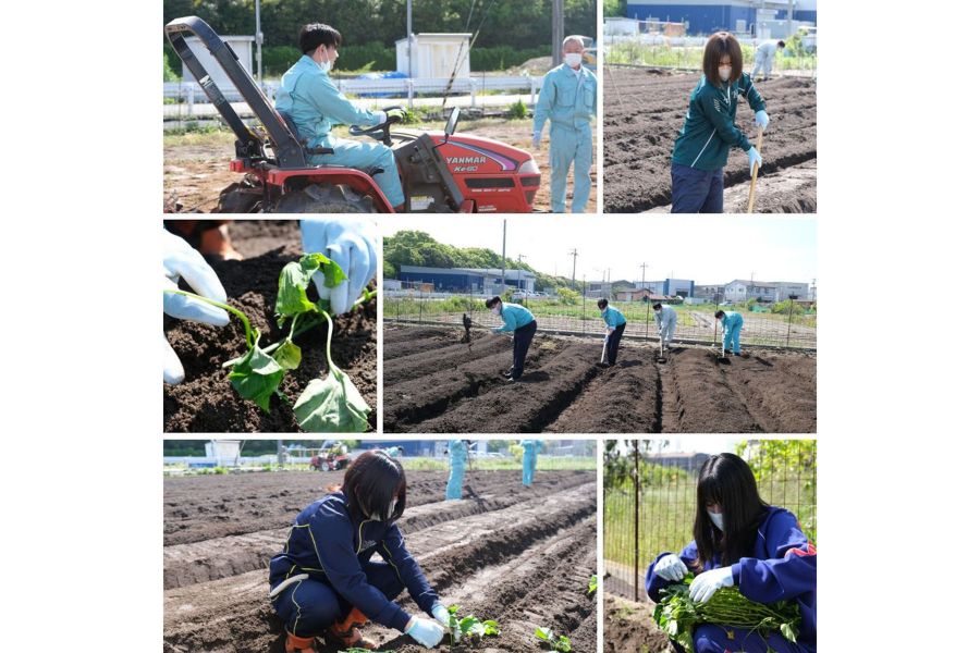 Part18「🌱さつまいもの植付け🌱」の写真