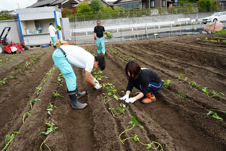 Part60「さつまいもの苗植えを行いました」の写真
